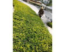 案例展示 (12)